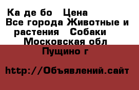 Ка де бо › Цена ­ 25 000 - Все города Животные и растения » Собаки   . Московская обл.,Пущино г.